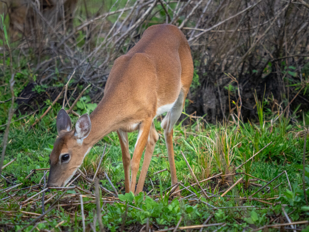 Fisheating Creek Deer