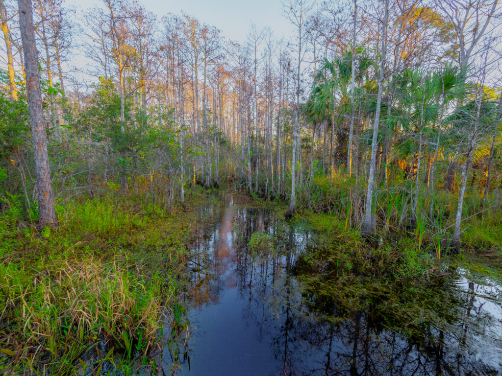 Johnathan Dickenson State Park Creek