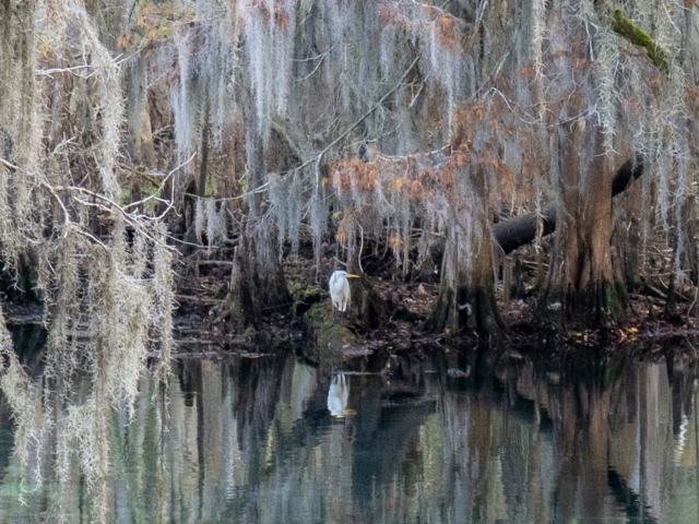 Manatee Springs State Park