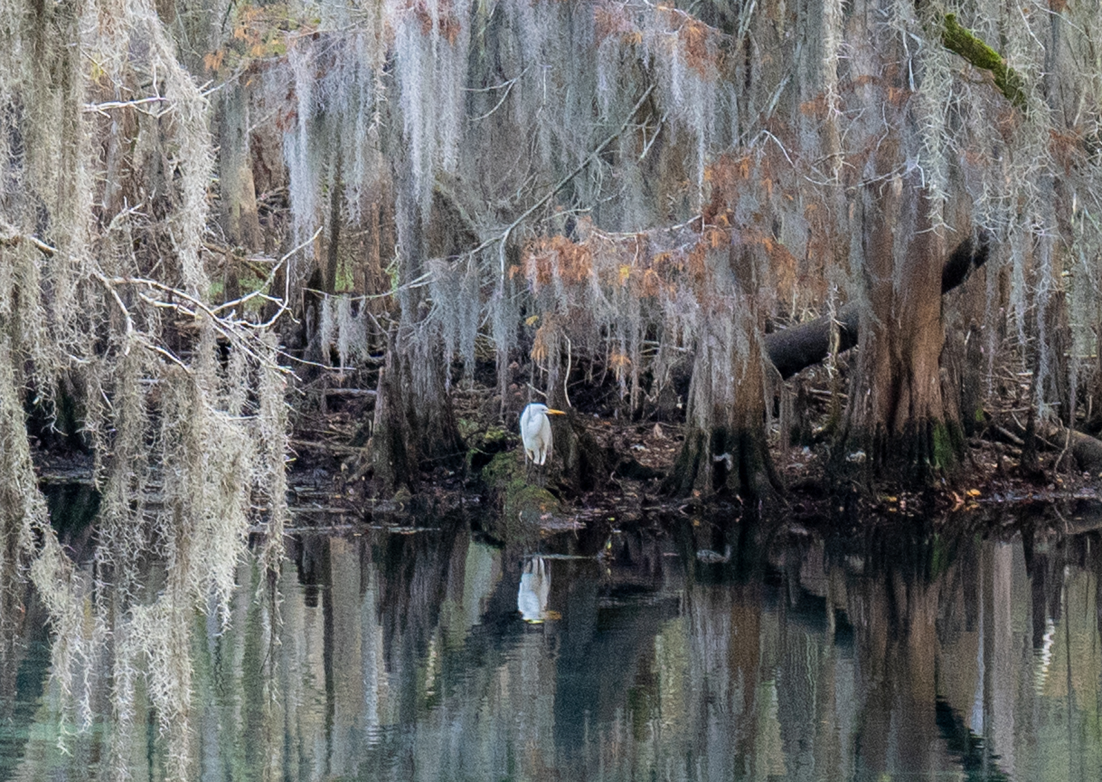 Manatee Springs State Park