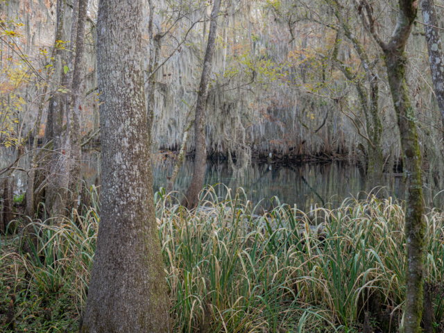 Manatee Springs State Park