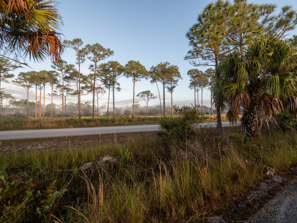 Johnathan Dickenson State Park Pine Scrub